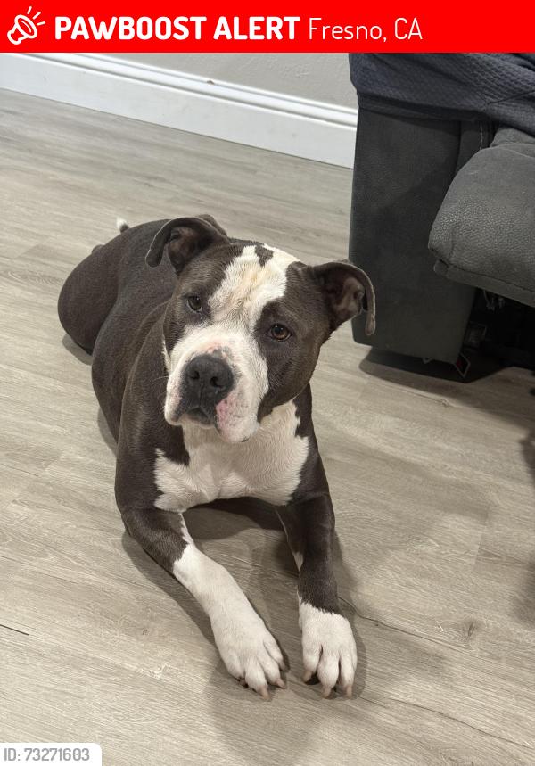 Lost Female Dog last seen Cedar and Gettysburg, Fresno, CA 93726