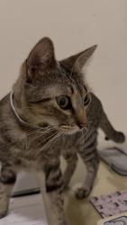 Found/Stray Female Cat last seen Bandera & 1604 outside Aspen Creek Grill, San Antonio, TX 78250