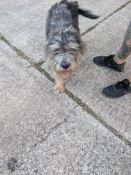 Found/Stray Male Dog last seen Alta Vista and Santiago, Houston, TX 77023