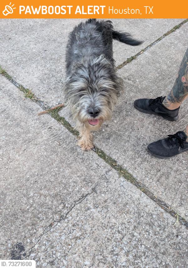 Found/Stray Male Dog last seen Alta Vista and Santiago, Houston, TX 77023
