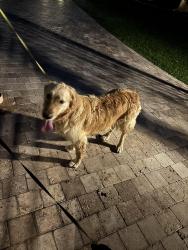 Found/Stray Male Dog last seen Mockingbird Lane / Invergordon Rd, Paradise Valley, AZ 85253