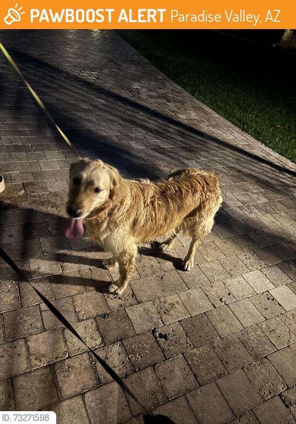 Found/Stray Male Dog last seen Mockingbird Lane / Invergordon Rd, Paradise Valley, AZ 85253
