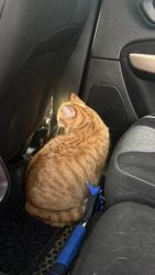 Lost Male Cat last seen backyard, Winnipeg, MB R2L 1C5