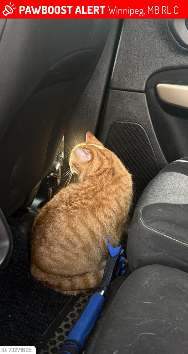 Lost Male Cat last seen backyard, Winnipeg, MB R2L 1C5