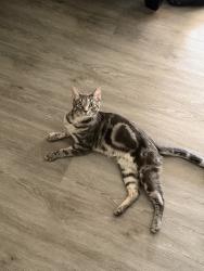 Reunited Male Cat last seen Near Armsley St, Montclair, CA 91763, USA, Montclair, CA 91763
