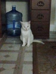 Reunited Unknown Cat last seen Stone prairie, Sycamore, IL 60178