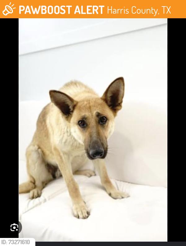 Found/Stray Unknown Dog last seen Heading south on Westgreen towards Highland Knolls, Harris County, TX 77450