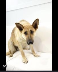 Found/Stray Unknown Dog last seen Heading south on Westgreen towards Highland Knolls, Harris County, TX 77450