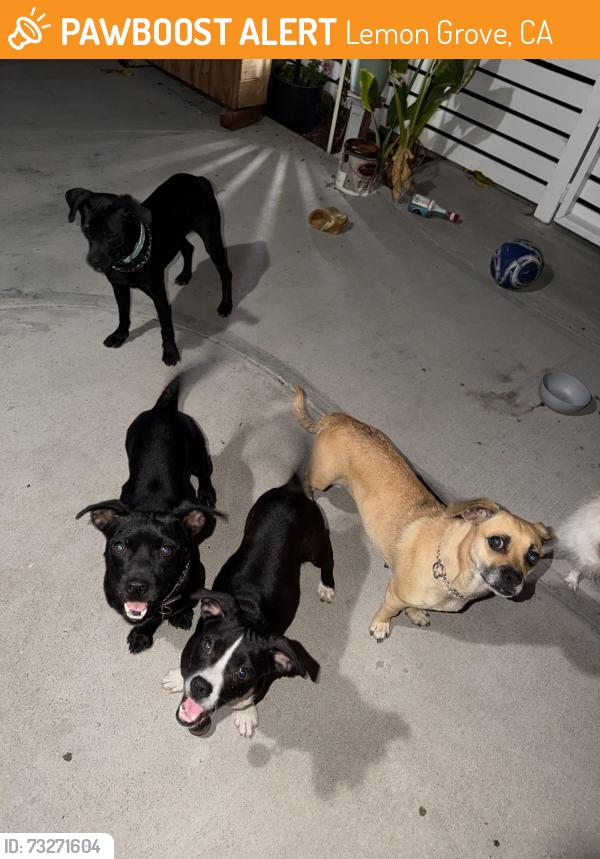 Found/Stray Unknown Dog last seen Buena Vista Ave Lemon Grove CA 91945, Lemon Grove, CA 91945