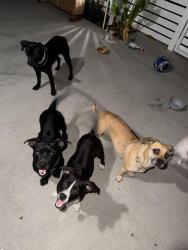 Found/Stray Unknown Dog last seen Buena Vista Ave Lemon Grove CA 91945, Lemon Grove, CA 91945
