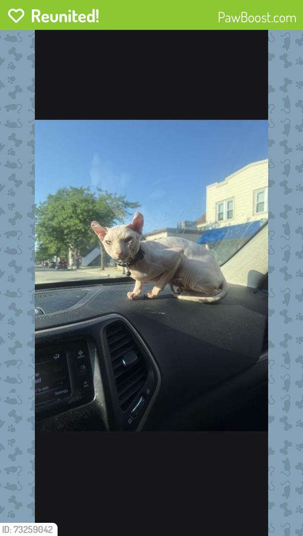 Reunited Male Cat last seen 14th st Sheboygan wisconsin, Sheboygan, WI 53081