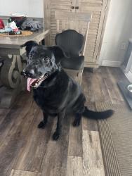 Lost Female Dog last seen San Christopher, Dunedin, FL 34698