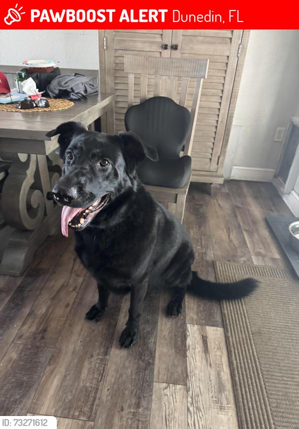 Lost Female Dog last seen San Christopher, Dunedin, FL 34698