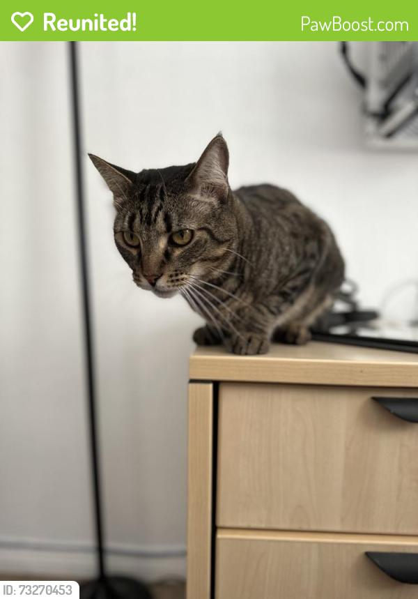 Reunited Male Cat last seen Canyon Heights Dr/Escalante Rd, Canyon Lake, CA 92587