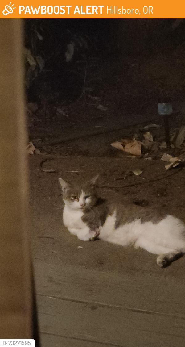 Found/Stray Unknown Cat last seen SE Pueblo & SE 55th Ave, Hillsboro, OR 97123