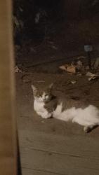 Found/Stray Unknown Cat last seen SE Pueblo & SE 55th Ave, Hillsboro, OR 97123