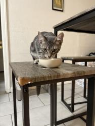 Found/Stray Female Cat last seen San Marino and Ardmore, Los Angeles, CA 90006
