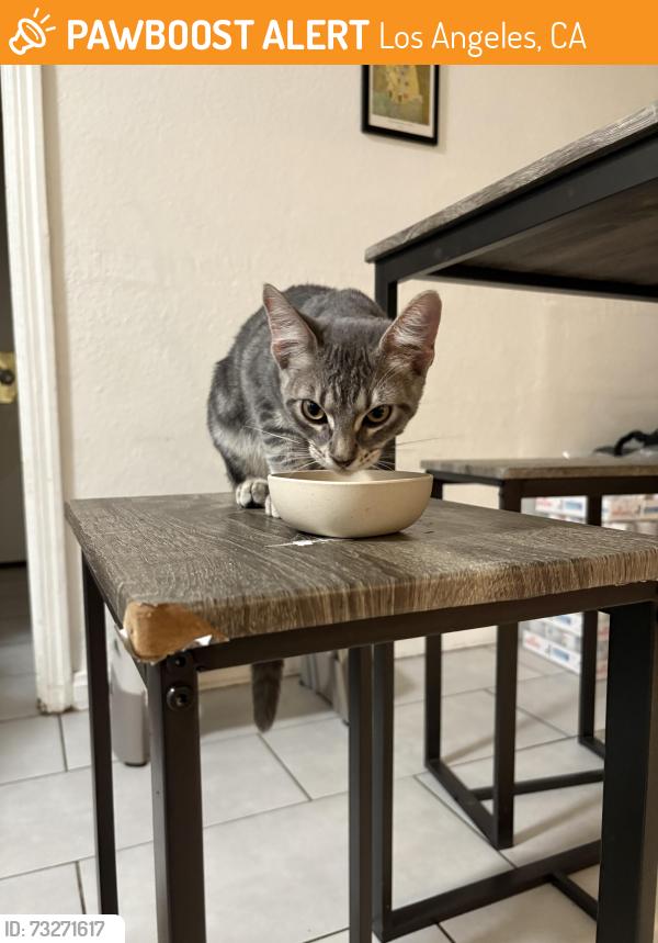 Found/Stray Female Cat last seen San Marino and Ardmore, Los Angeles, CA 90006