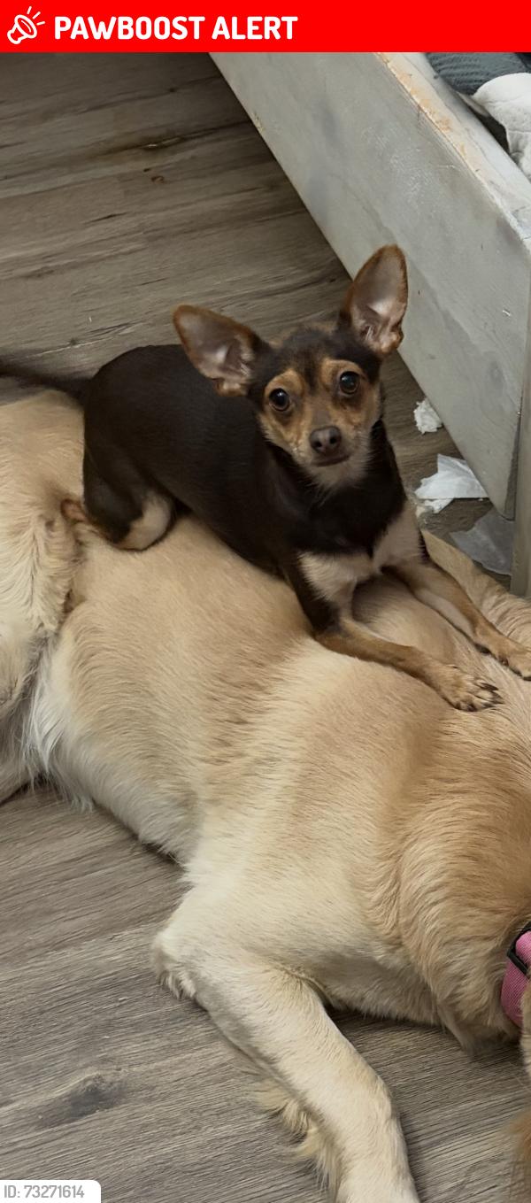 Lost Female Dog last seen 167th st E and ave O lake La, Lake Los Angeles, CA 93591
