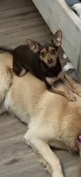 Lost Female Dog last seen 167th st E and ave O lake La, Lake Los Angeles, CA 93591