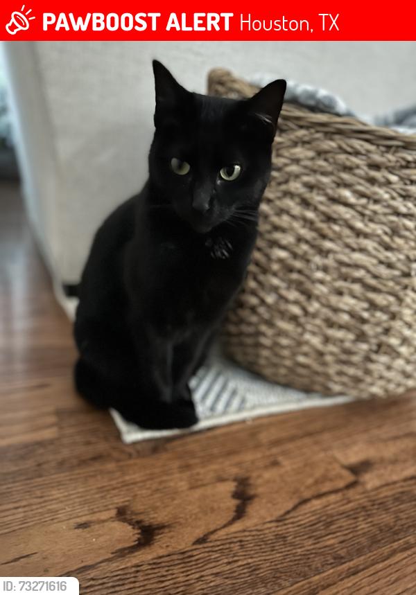 Lost Female Cat last seen Community and Riley, Houston, TX 77005