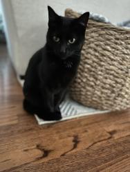 Lost Female Cat last seen Community and Riley, Houston, TX 77005