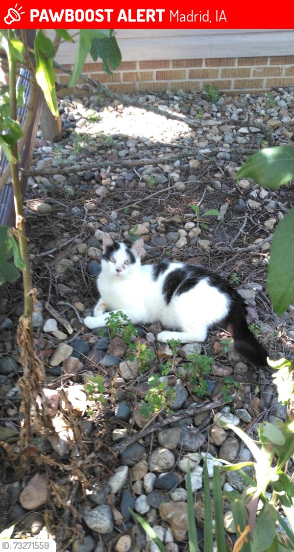 Lost Male Cat last seen Hwy 17 and 260th st., Madrid, IA 50156