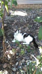 Lost Male Cat last seen Hwy 17 and 260th st., Madrid, IA 50156