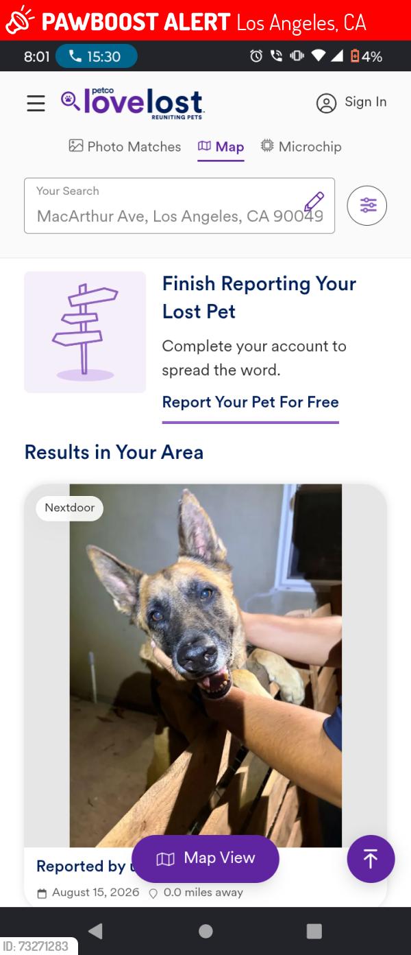 Lost Male Dog last seen Hollywood and highland, Los Angeles, CA 90057