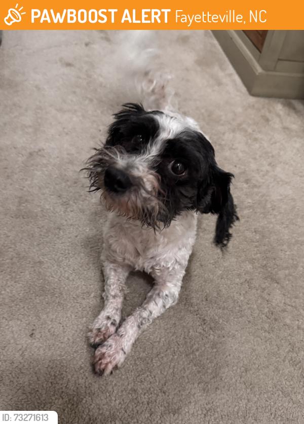 Found/Stray Male Dog last seen Morganton Rd. / Bonanza Dr., Fayetteville, NC 28305