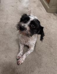 Found/Stray Male Dog last seen Morganton Rd. / Bonanza Dr., Fayetteville, NC 28305