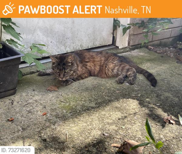 Found/Stray Female Cat last seen McMurray drive, Nashville, TN 37211