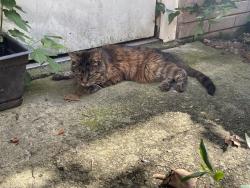 Found/Stray Female Cat last seen McMurray drive, Nashville, TN 37211