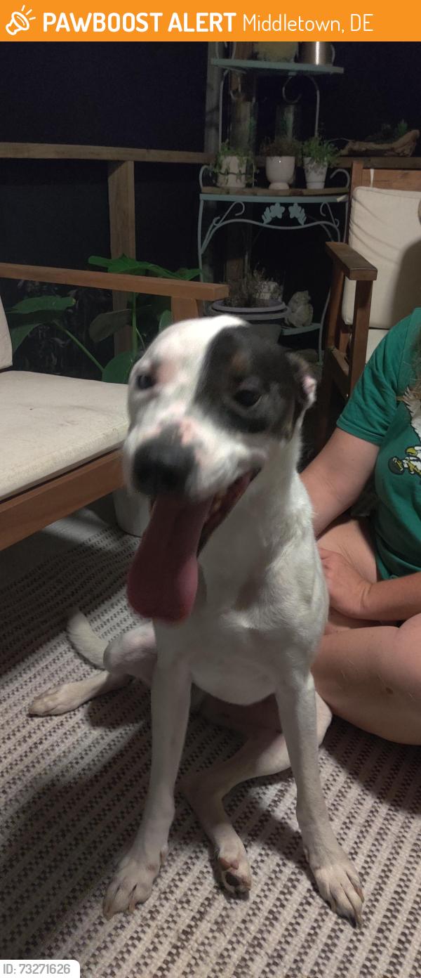 Found/Stray Male Dog last seen St.Georges bride Middletown, Middletown, DE 19709