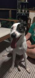Found/Stray Male Dog last seen St.Georges bride Middletown, Middletown, DE 19709