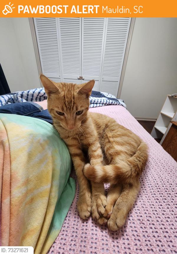 Found/Stray Male Cat last seen The Courts at Maverick Yards s, Mauldin, SC 29662