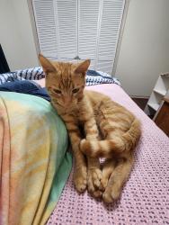 Found/Stray Male Cat last seen The Courts at Maverick Yards s, Mauldin, SC 29662