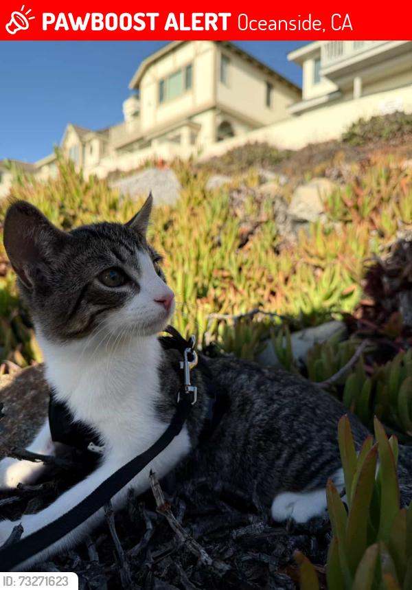 Lost Male Cat last seen vista way, eaton street, Oceanside, CA 92054