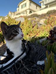 Lost Male Cat last seen vista way, eaton street, Oceanside, CA 92054