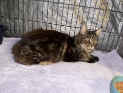 Found/Stray Unknown Cat last seen Collingswood & Lake Worth, Port Charlotte, FL 33948