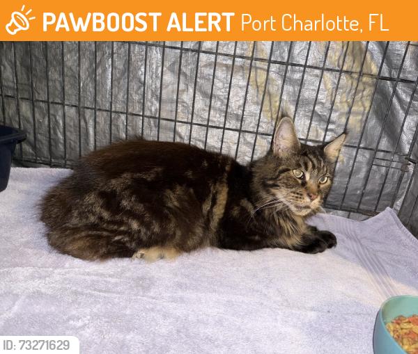 Found/Stray Unknown Cat last seen Collingswood & Lake Worth, Port Charlotte, FL 33948