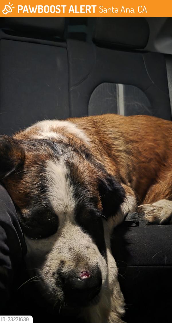 Found/Stray Female Dog last seen Bristol and warner, Santa Ana, CA 92704