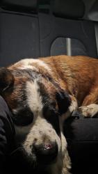 Found/Stray Female Dog last seen Bristol and warner, Santa Ana, CA 92704