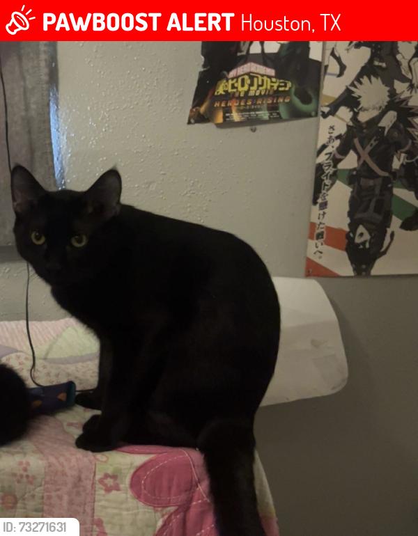 Lost Male Cat last seen Sagehollow ln, Houston, TX 77089