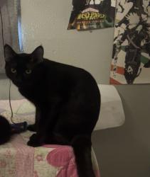 Lost Male Cat last seen Sagehollow ln, Houston, TX 77089