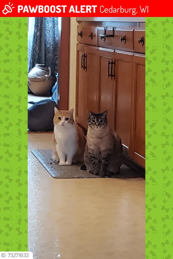 Lost Male Cat last seen Crestview, Cedarburg, WI 53012