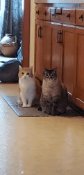 Lost Male Cat last seen Crestview, Cedarburg, WI 53012
