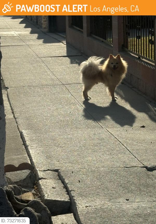 Found/Stray Male Dog last seen Watson, Los Angeles, CA 90744