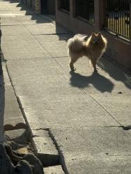 Found/Stray Male Dog last seen Watson, Los Angeles, CA 90744