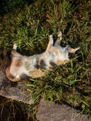 Found/Stray Unknown Cat last seen Main street nashua, near dunkin donuts on canal, Nashua, NH 03064